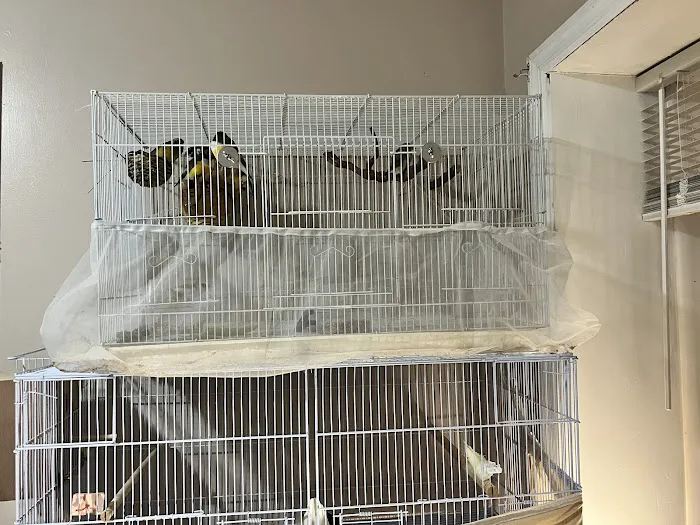 Dyker Pet Birds (Online) Picture 5