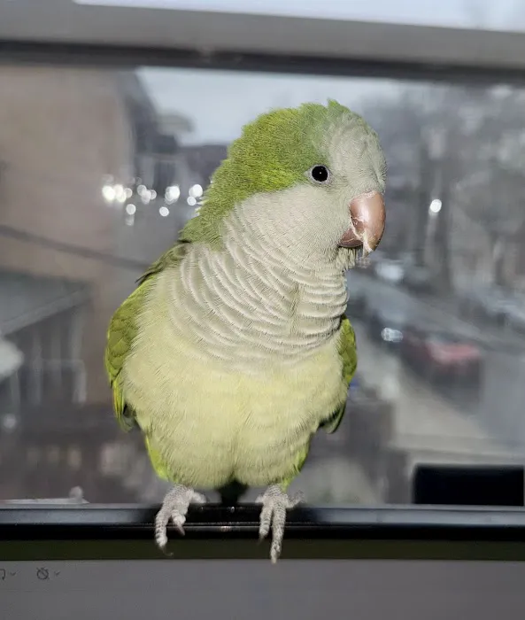 Dyker Pet Birds (Online) Picture 2