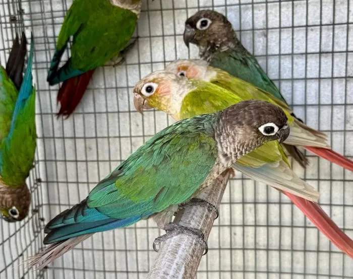 Dyker Pet Birds (Online) Picture 6