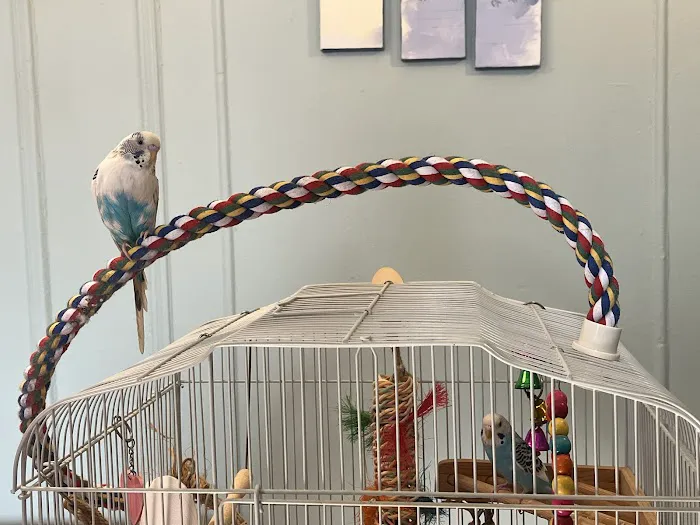 Dyker Pet Birds (Online) Picture 1