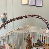 Dyker Pet Birds (Online) ico