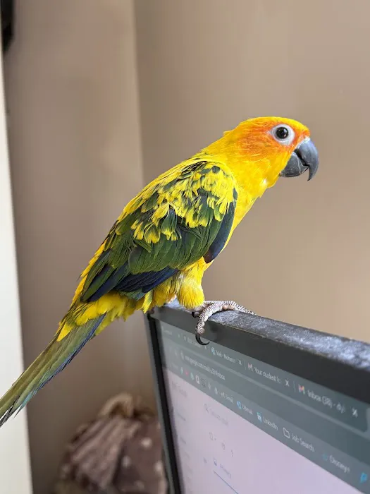 Dyker Pet Birds (Online) Picture 8