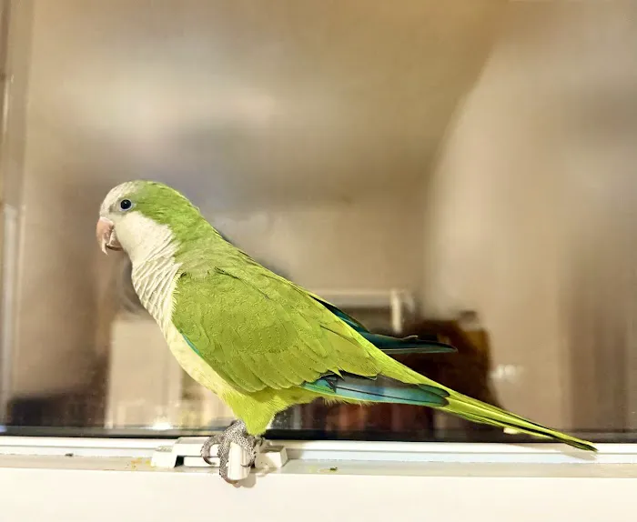 Dyker Pet Birds (Online) Picture 4