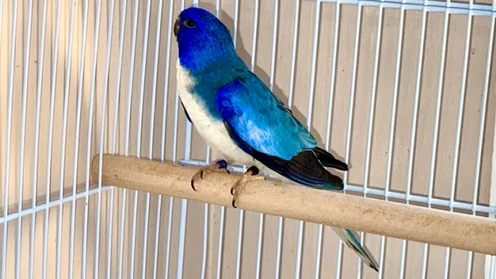 Dyker Pet Birds (Online) Picture 3