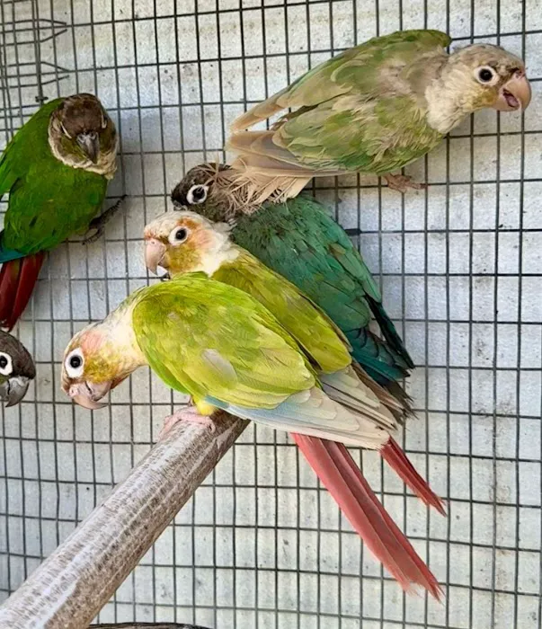 Dyker Pet Birds (Online) Picture 9