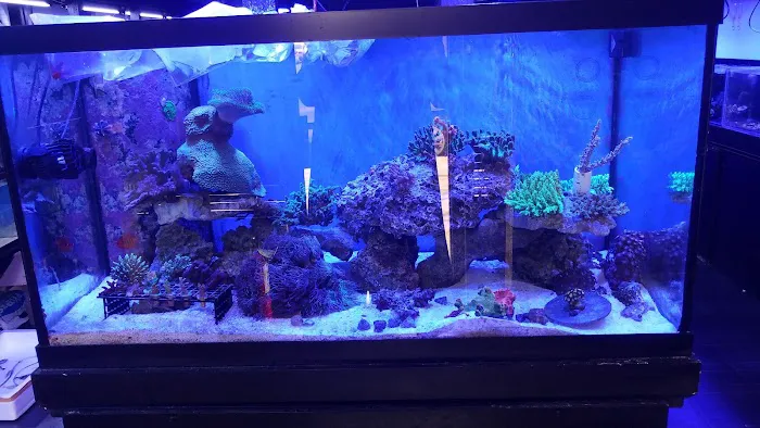 Pop Corals Picture 9