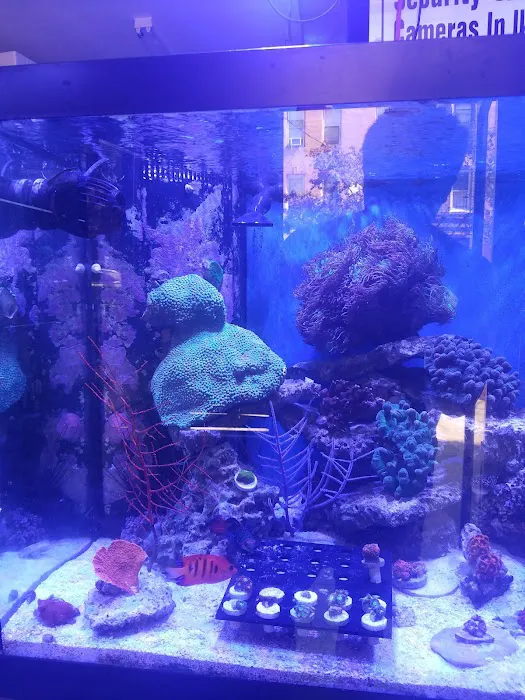 Pop Corals Picture 1