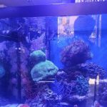 Pop Corals