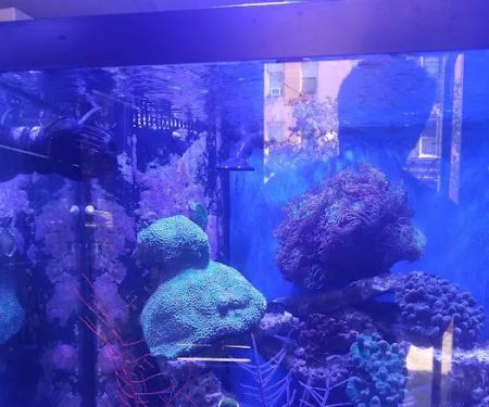 Pop Corals