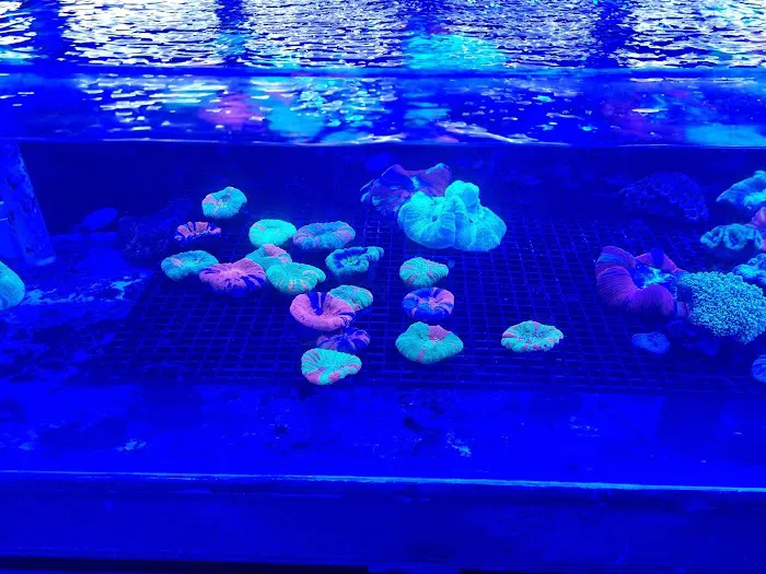 Pop Corals Picture 5