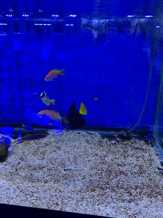 Pop Corals Picture 2