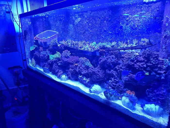 Pop Corals Picture 7
