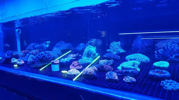 Pop Corals Picture 6