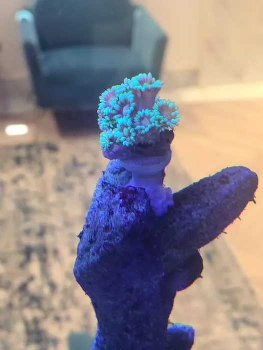 Pop Corals Picture 8