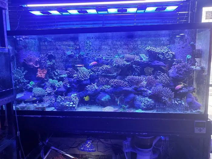 Pop Corals Picture 10