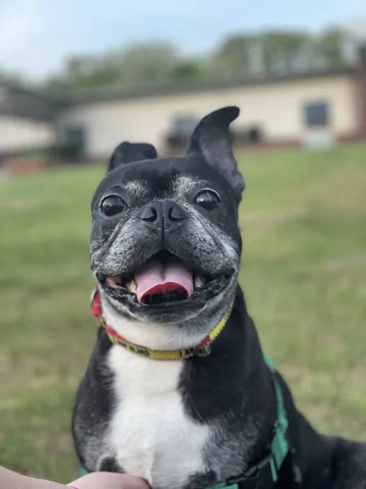 Pet Eye Care Center Picture 10