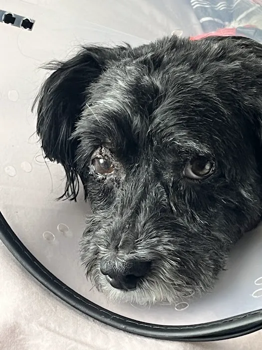Pet Eye Care Center Picture 5