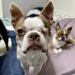 Pet Eye Care Center