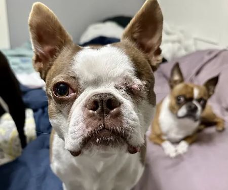 Pet Eye Care Center