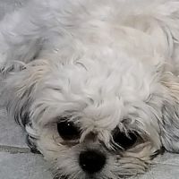 Puppy Party ico