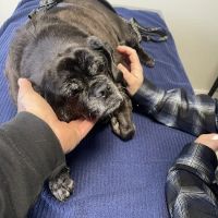 Prospect Park Veterinary ico