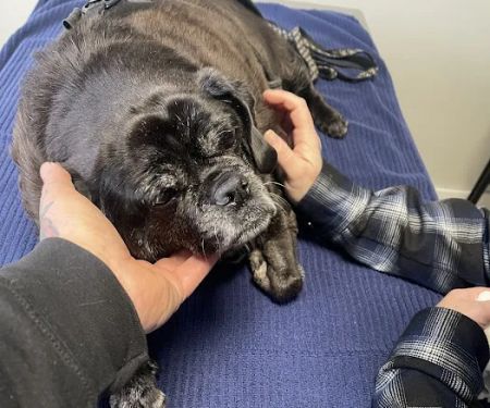 Prospect Park Veterinary