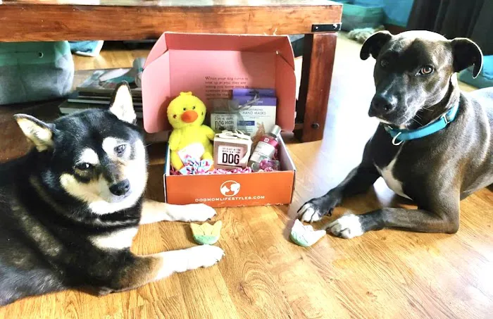 dogmomlifestyles Picture 4