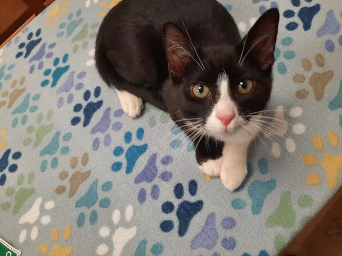 Just For Cats Feline Exclusive Veterinary Hospital: Andrea H. Lerner VMD Picture 6