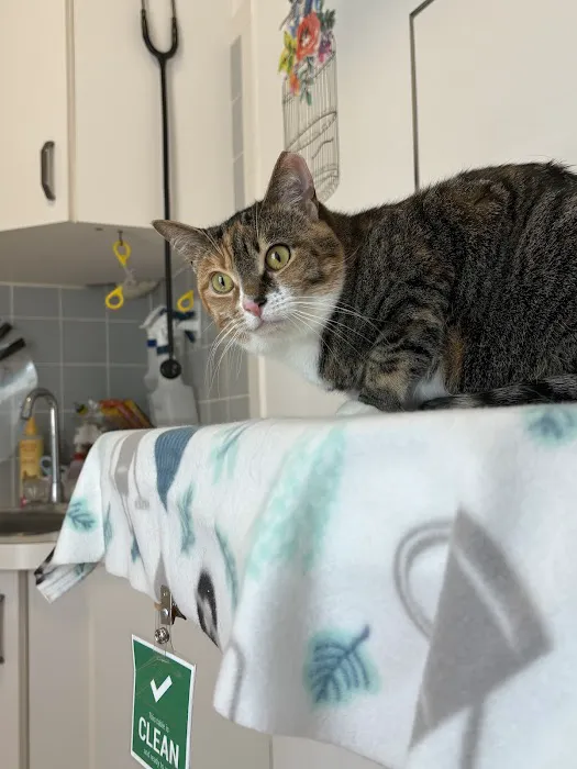 Just For Cats Feline Exclusive Veterinary Hospital: Andrea H. Lerner VMD Picture 7