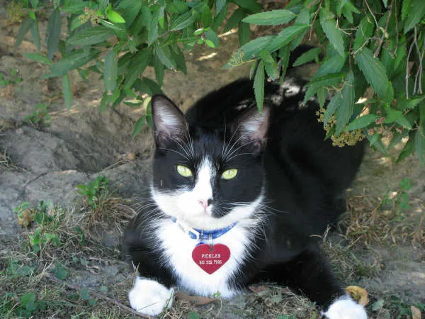 Just For Cats Feline Exclusive Veterinary Hospital: Andrea H. Lerner VMD Picture 2