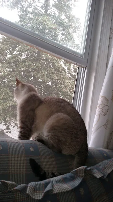 Just For Cats Feline Exclusive Veterinary Hospital: Andrea H. Lerner VMD Picture 9