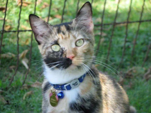 Just For Cats Feline Exclusive Veterinary Hospital: Andrea H. Lerner VMD Picture 1