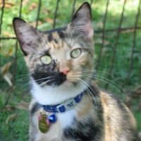 Just For Cats Feline Exclusive Veterinary Hospital: Andrea H. Lerner VMD ico