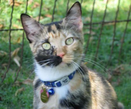 Just For Cats Feline Exclusive Veterinary Hospital: Andrea H. Lerner VMD