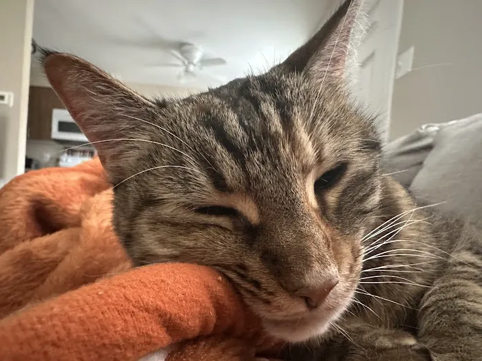 Just For Cats Feline Exclusive Veterinary Hospital: Andrea H. Lerner VMD Picture 5