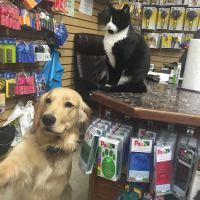 Greenland Pet Grooming, DayCare, Food&Supplies ico