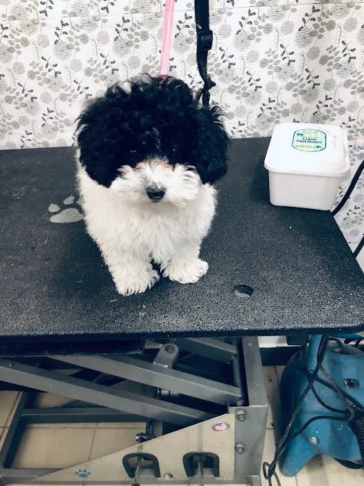Greenland Pet Grooming, DayCare, Food&Supplies Picture 9