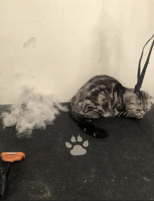 Greenland Pet Grooming, DayCare, Food&Supplies Picture 5