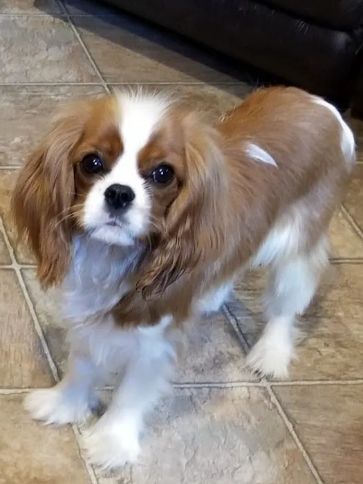 Stoney Creek Veterinary Hospital Picture 8