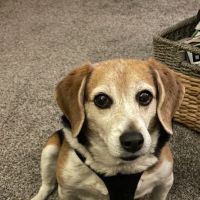 Stoney Creek Veterinary Hospital ico