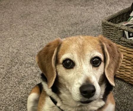 Stoney Creek Veterinary Hospital