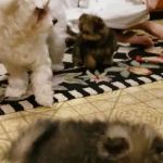 Pet Pouppy Pouch