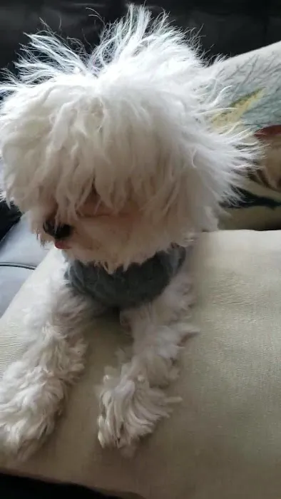 Pet Pouppy Pouch Picture 3