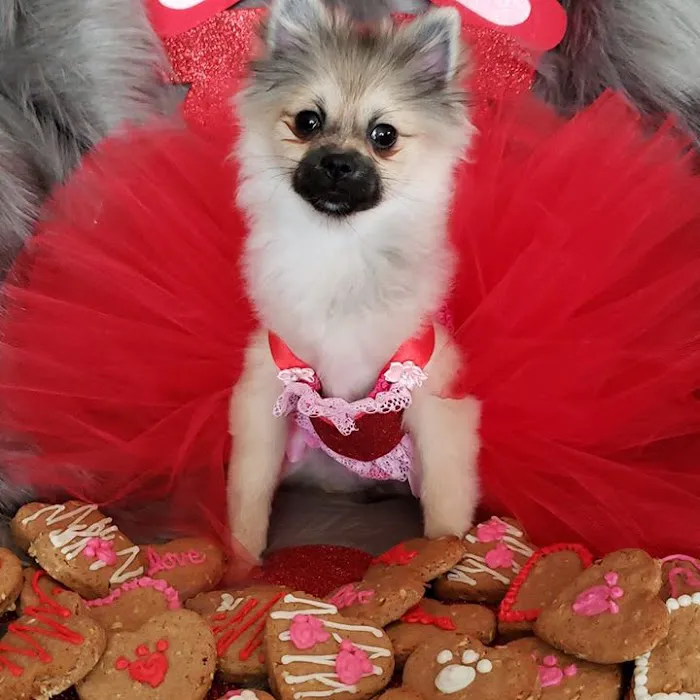Pet Pouppy Pouch Picture 6