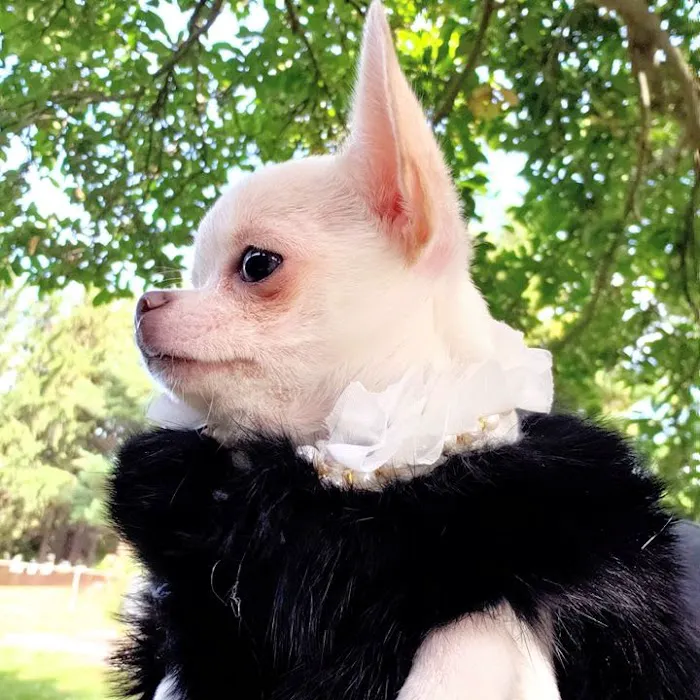 Pet Pouppy Pouch Picture 10