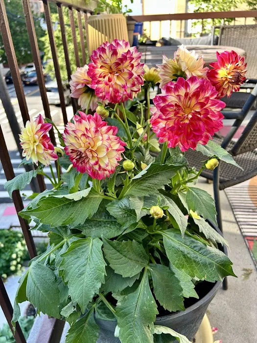George’s Plants and Pets Picture 2