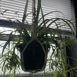 George’s Plants and Pets