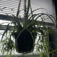 George’s Plants and Pets ico