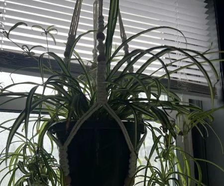 Georgeu2019s Plants and Pets