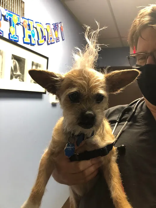 Springfield Veterinary Hospital & Dental Clinic Picture 1